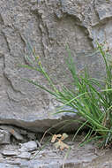 Imagem de Juncus saximontanus A. Nelson