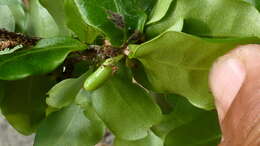 Image of Erythroxylum vaccinifolium Mart.