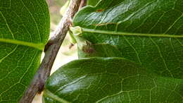 Image of Erythroxylum vaccinifolium Mart.