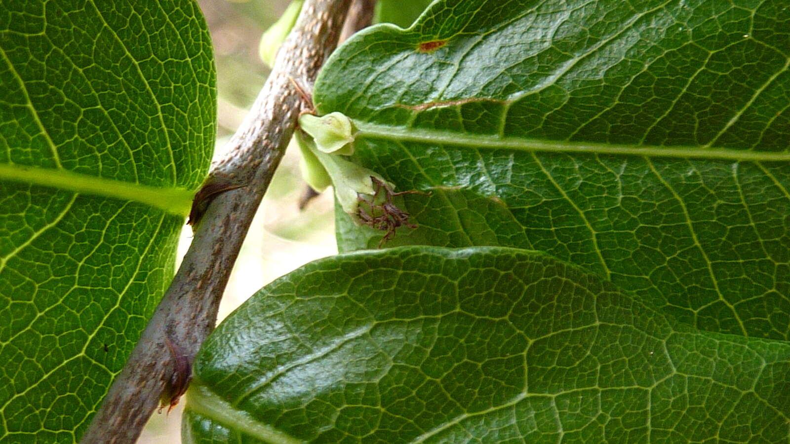 Image of Erythroxylum vaccinifolium Mart.