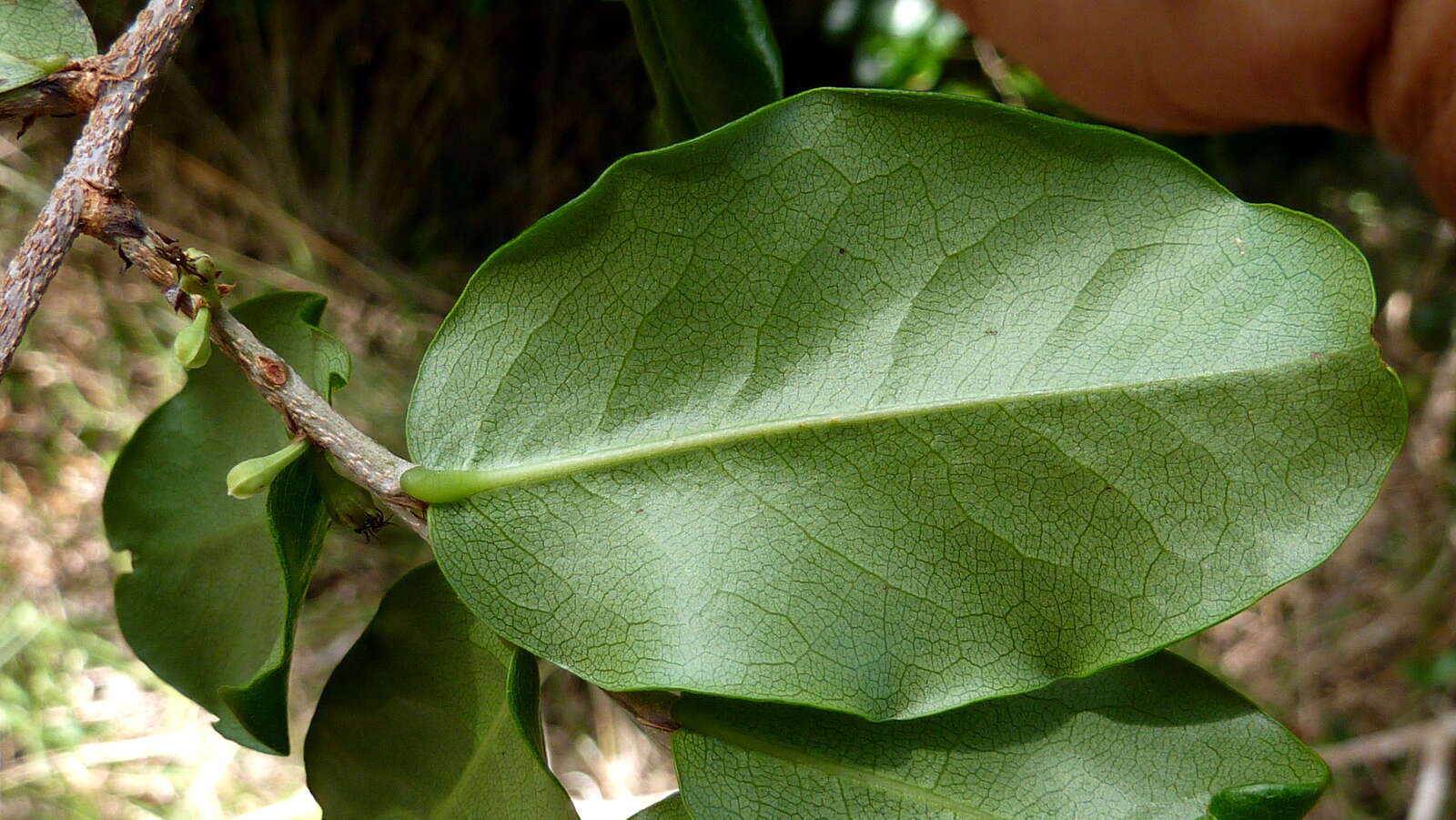 Image of Erythroxylum vaccinifolium Mart.