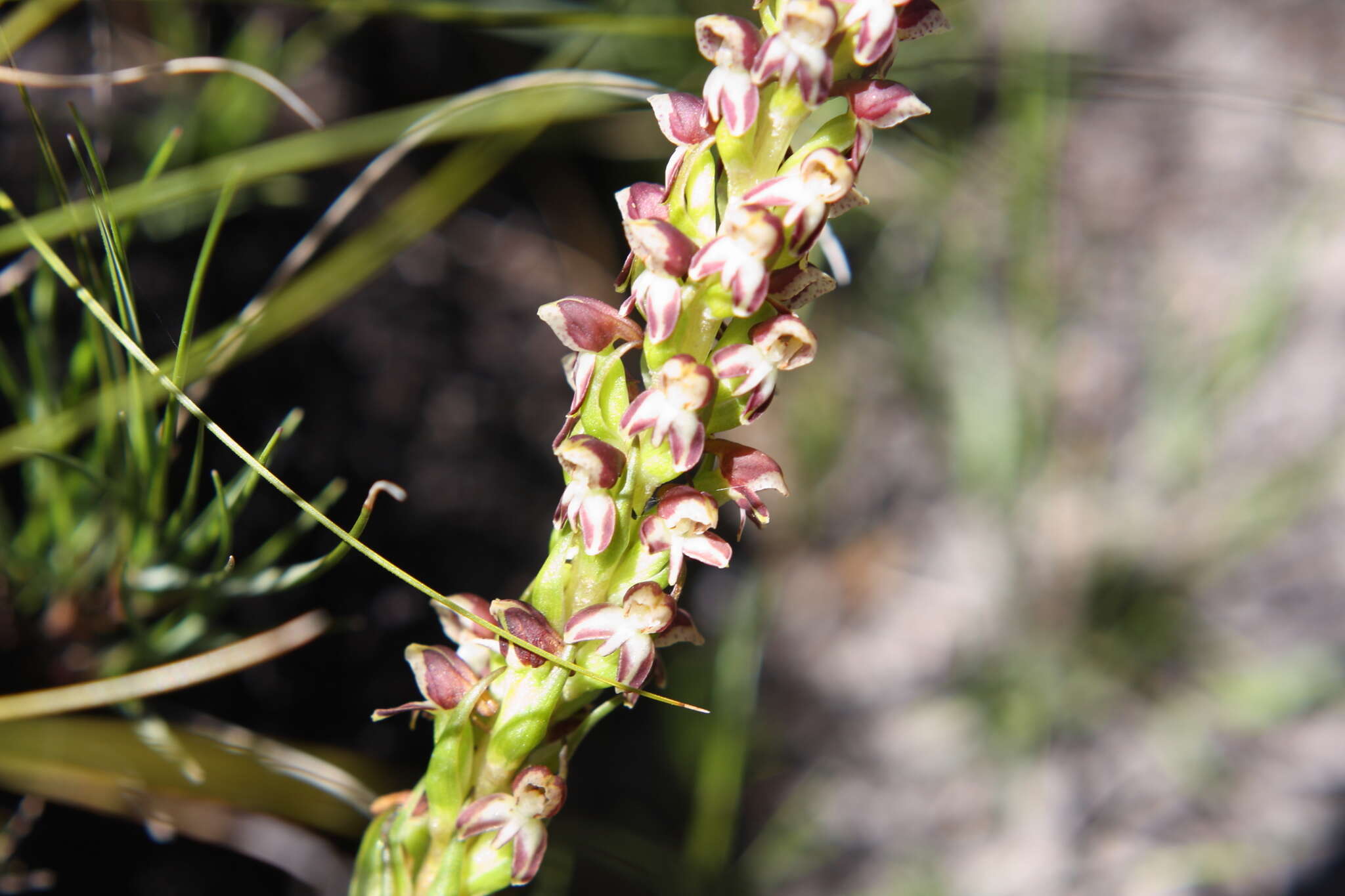 Image of Disa obtusa subsp. picta (Sond.) H. P. Linder