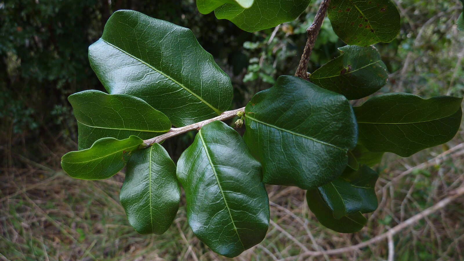 Image of Erythroxylum vaccinifolium Mart.