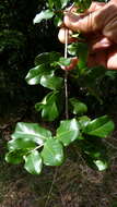 Image of Erythroxylum vaccinifolium Mart.