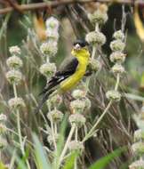 Image of Lesser Goldfinch