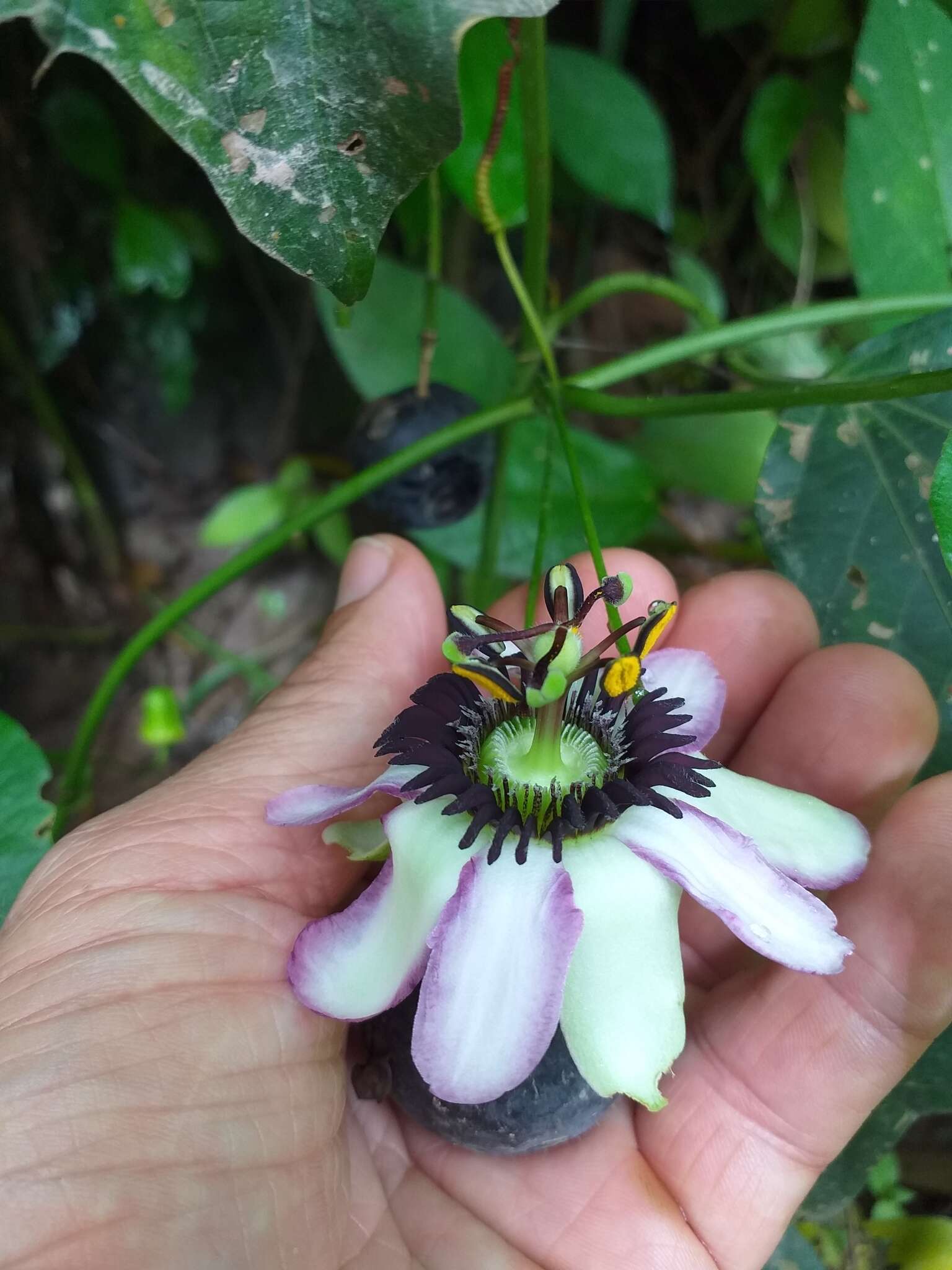 Imagem de Passiflora dawei Killip