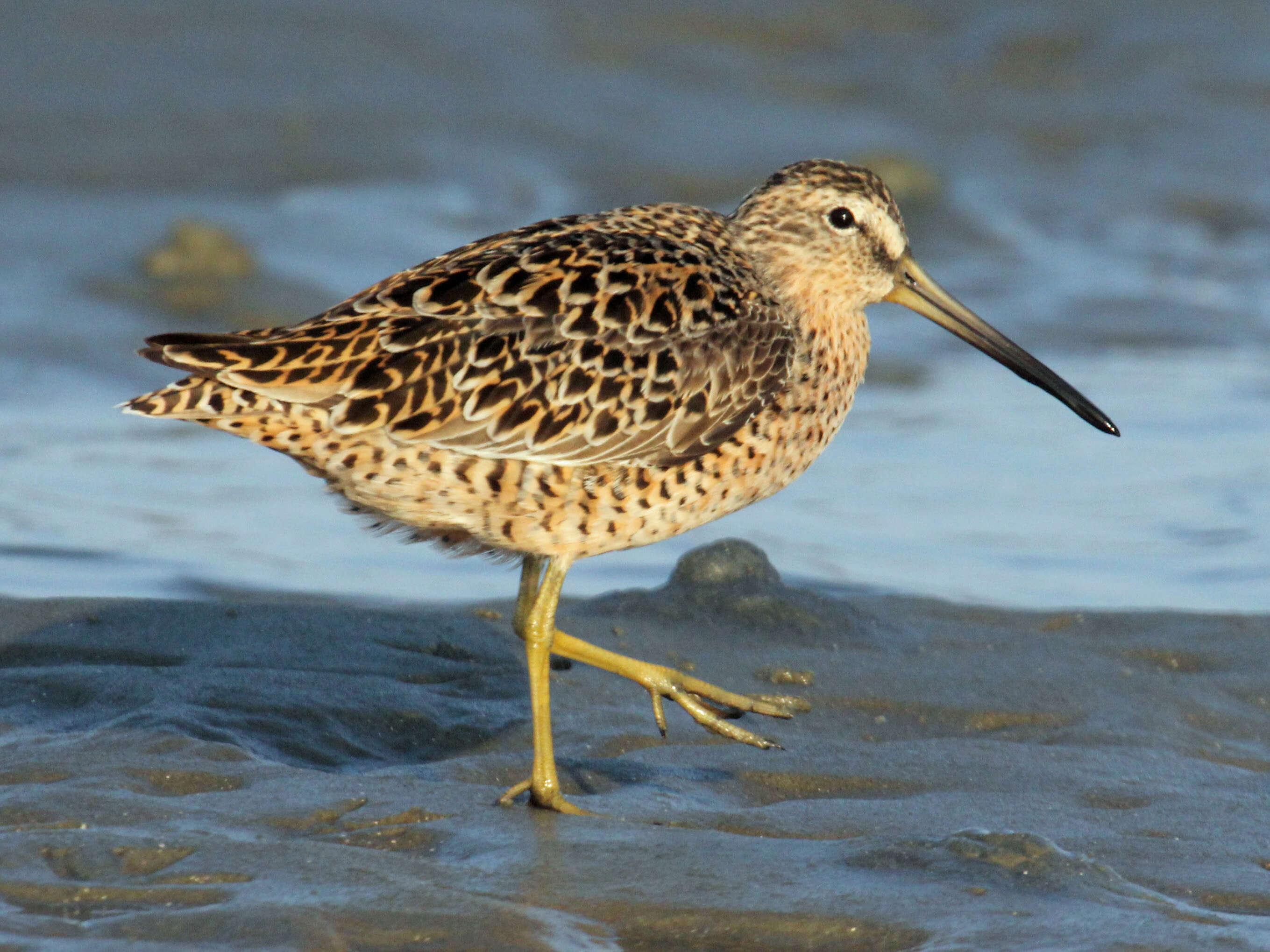 Image of Short-billed Dowitcher