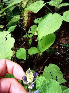 Image of Salvia recurva Benth.