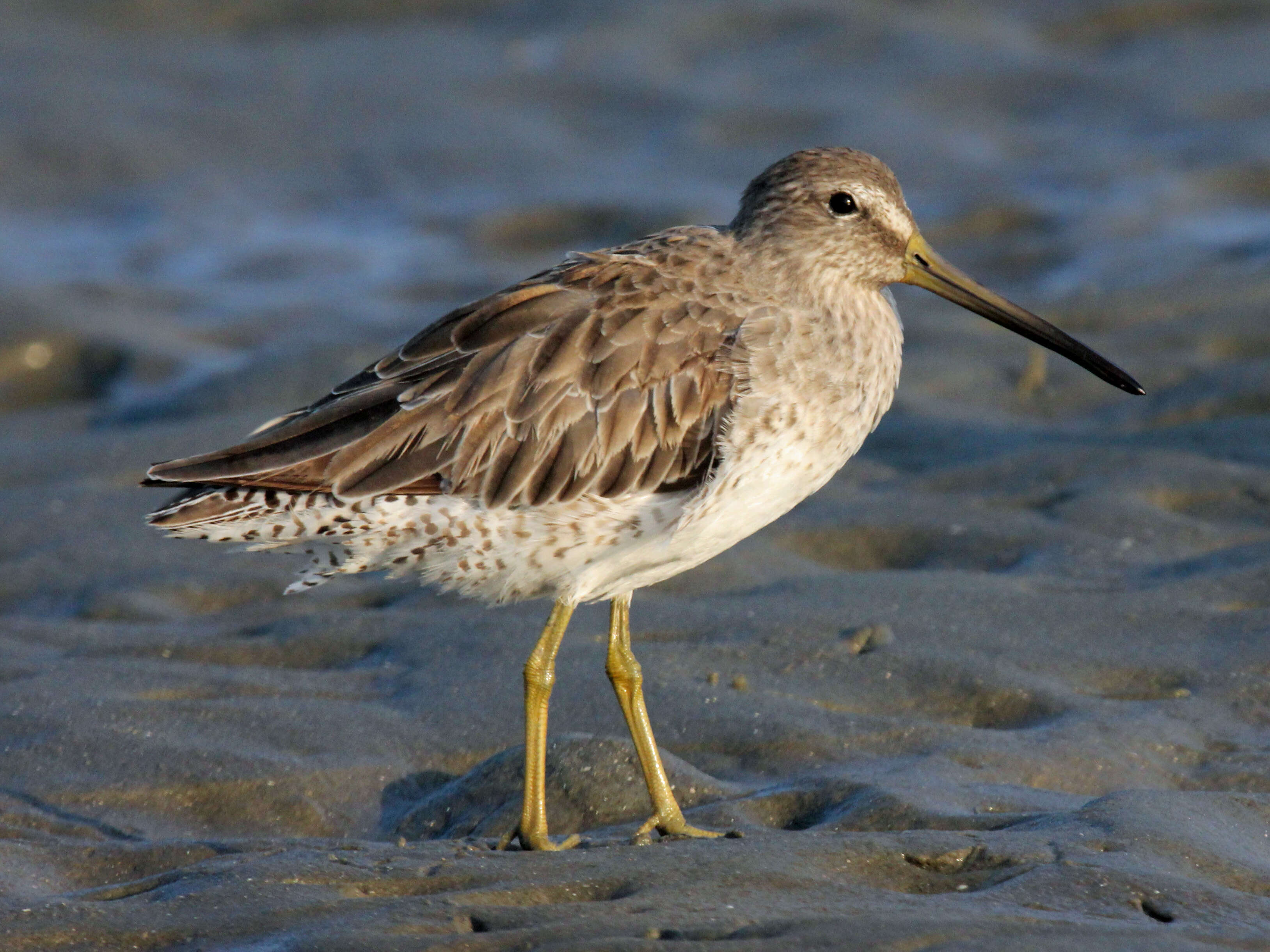 Image of Short-billed Dowitcher