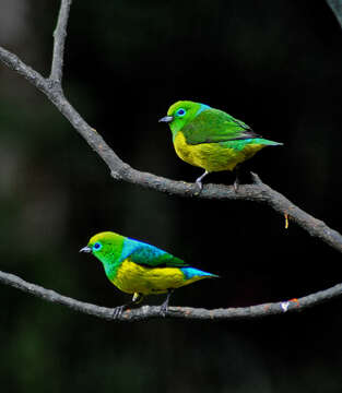 Image of Blue-naped Chlorophonia