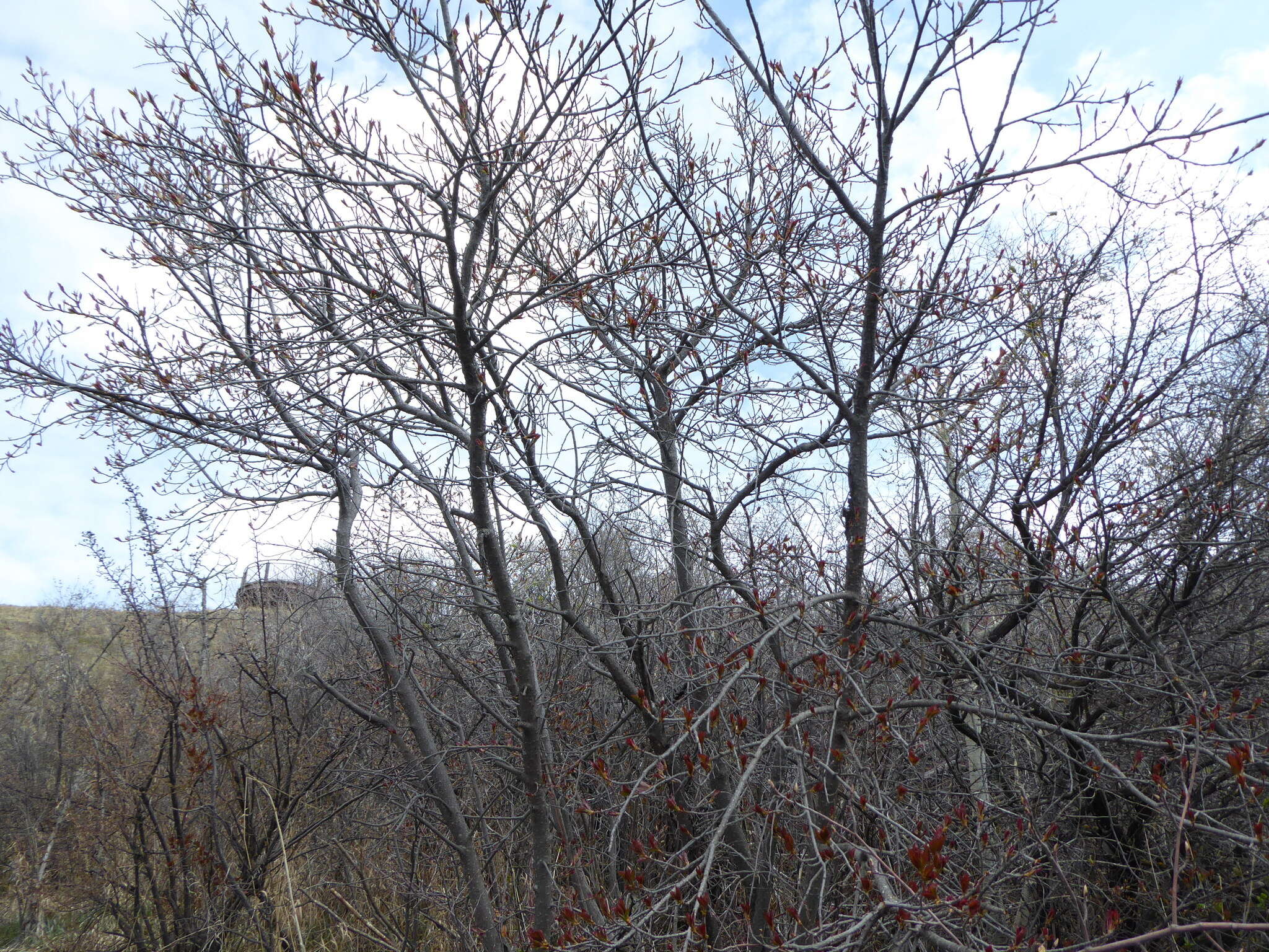 Imagem de Prunus virginiana var. demissa (Nutt.) Torr.