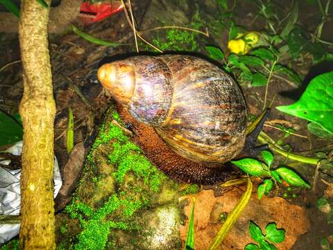 Image de Archachatina marginata ovum