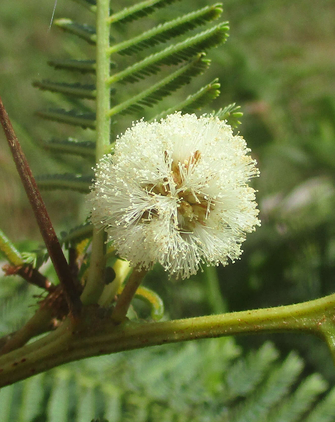 Слика од Vachellia arenaria (Schinz) Kyal. & Boatwr.