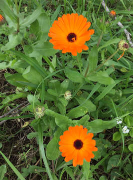 Image of pot marigold