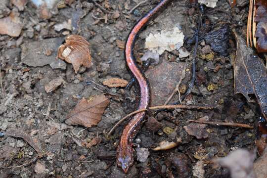 Image of Southern Redback Salamander