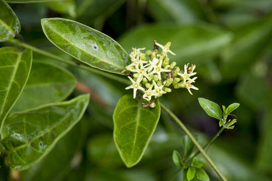 Image of Parsonsia alboflavescens (Dennst.) D. J. Mabberley