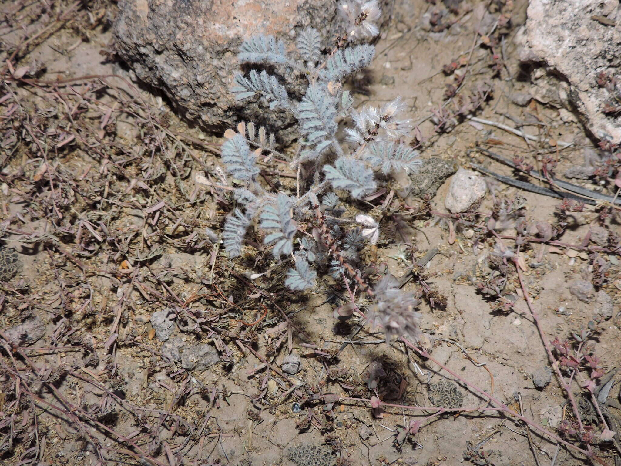 Image of downy prairie clover