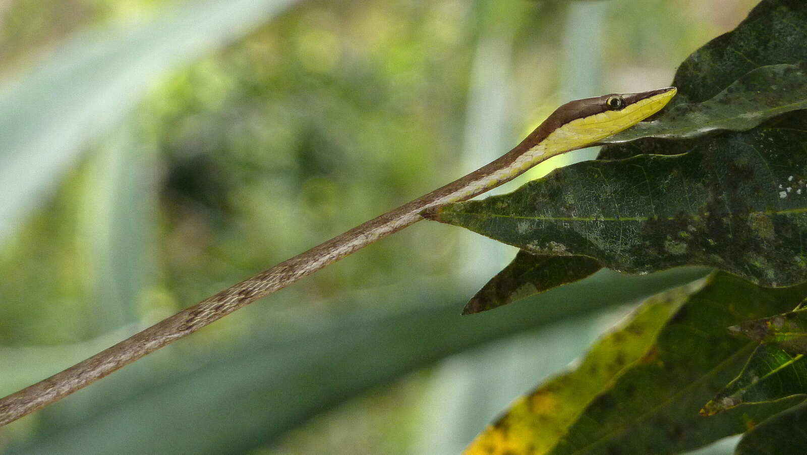 صورة Oxybelis aeneus (Wagler 1824)