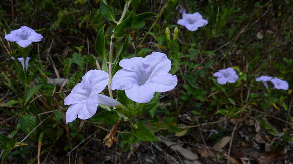 Imagem de Ruellia geminiflora Kunth