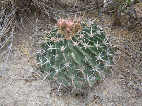 Image of Horse Crippler Cactus