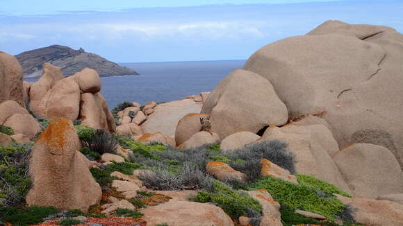 Image of Black-flanked Rock Wallaby