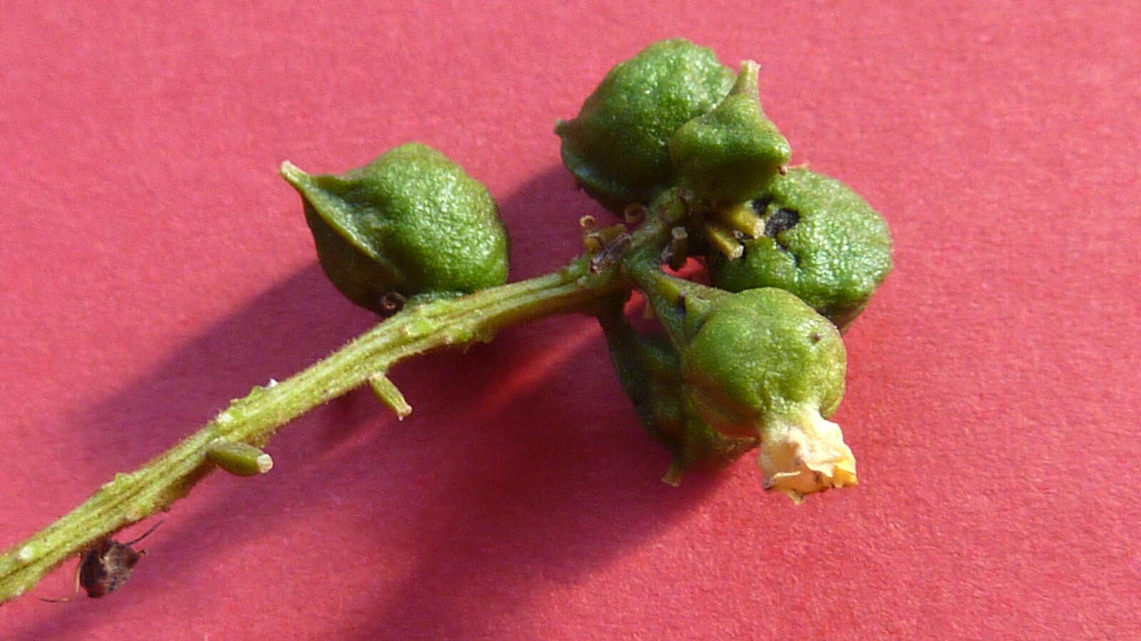 Image of Combretum fruticosum (Loefl.) Stuntz