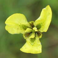 Image of Moraea bellendenii (Sweet) N. E. Br.