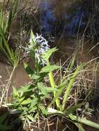 Image de Amsonia tabernaemontana var. salicifolia (Pursh) Woodson