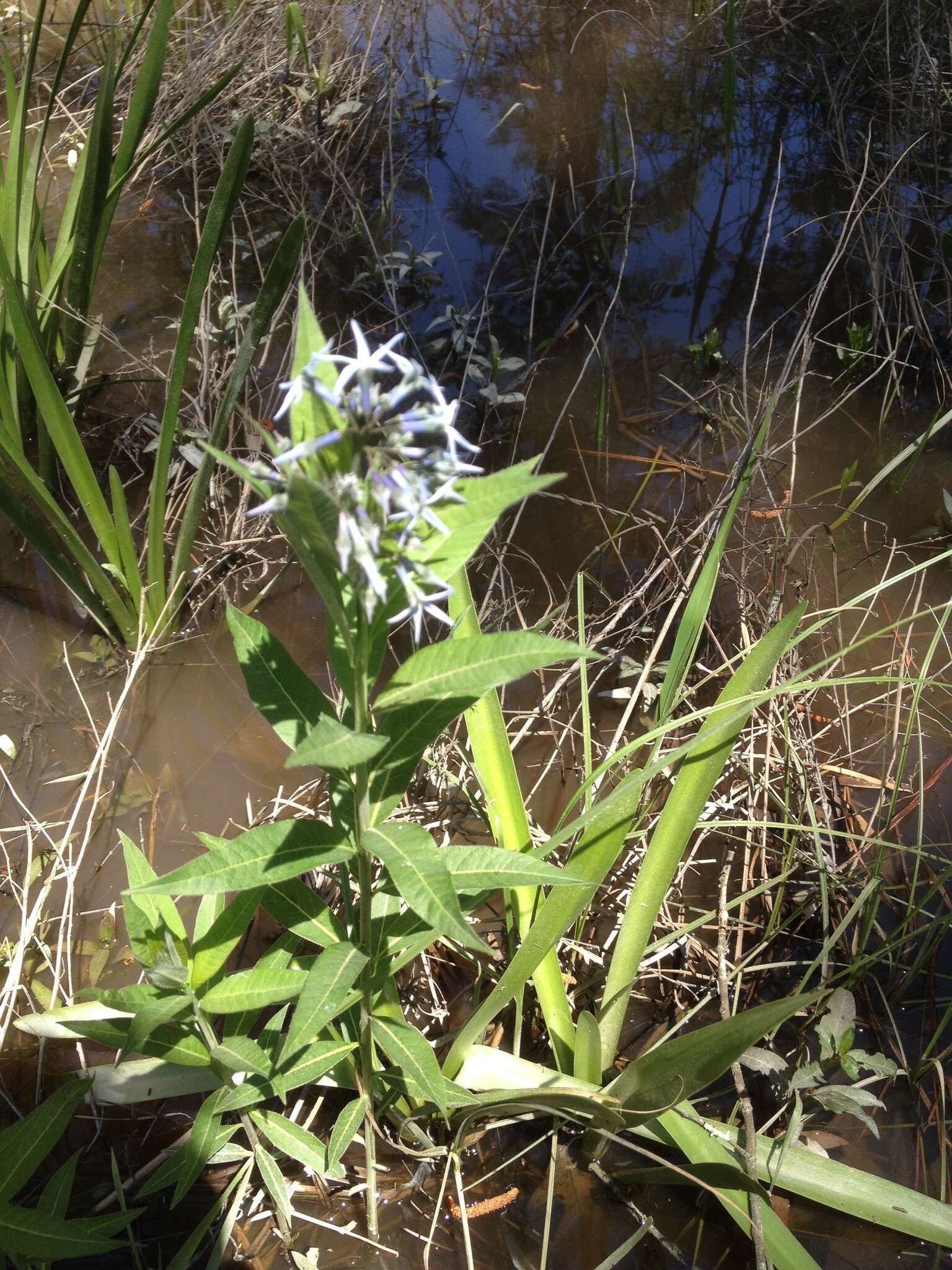 Image de Amsonia tabernaemontana var. salicifolia (Pursh) Woodson