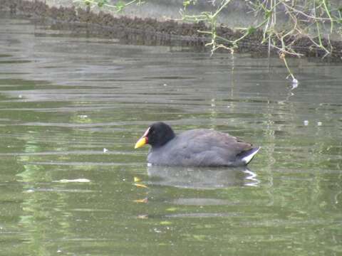 Image of Red-fronted Coot