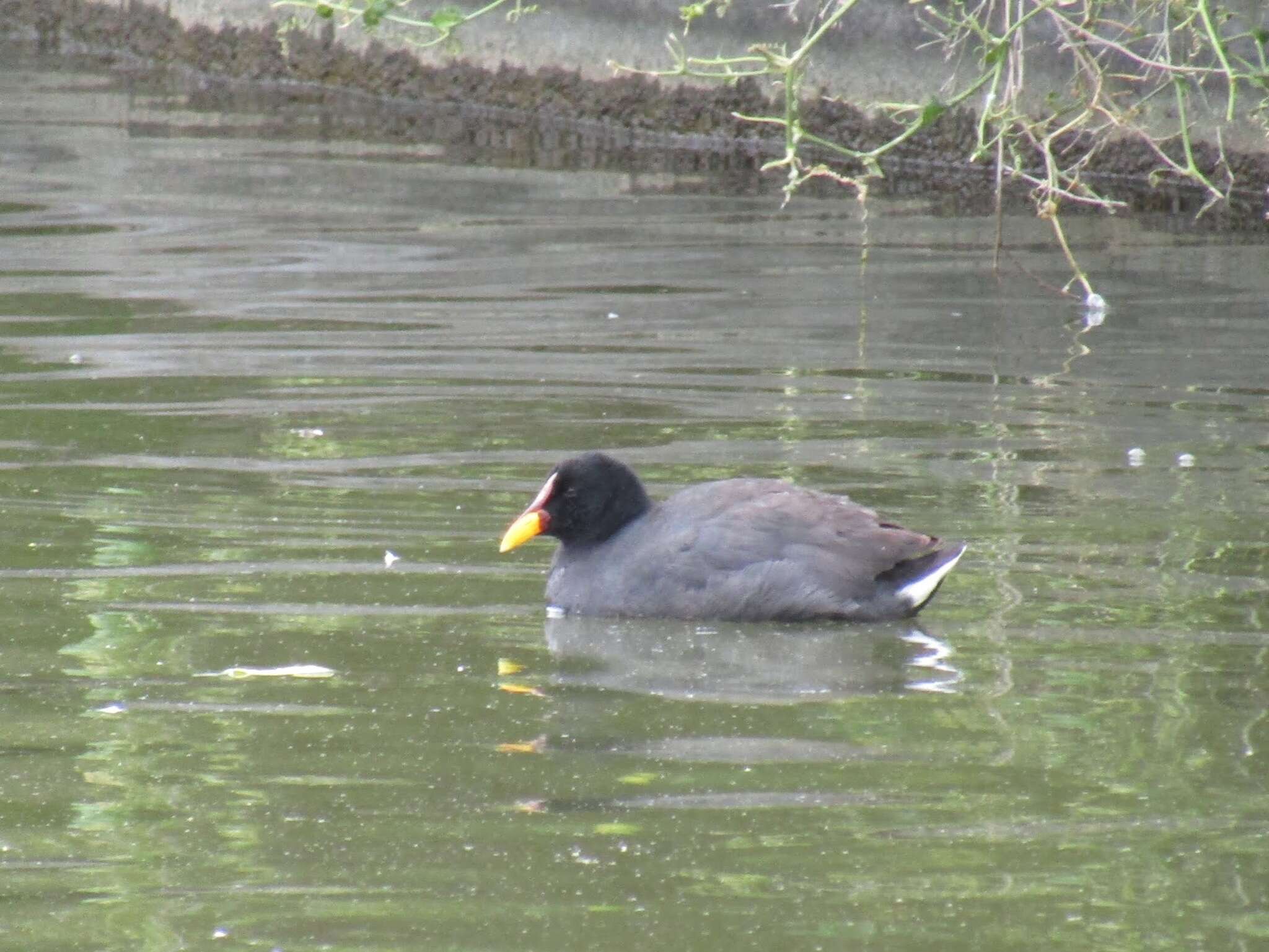 Image of Red-fronted Coot