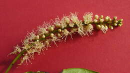 Image of Combretum fruticosum (Loefl.) Stuntz