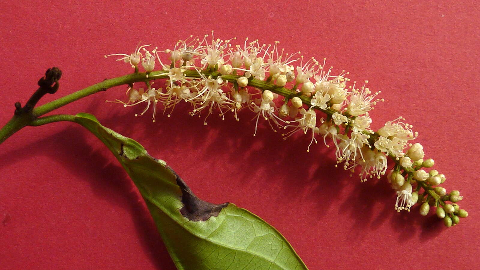 Image of Combretum fruticosum (Loefl.) Stuntz