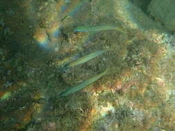 Image of Blue gudgeon