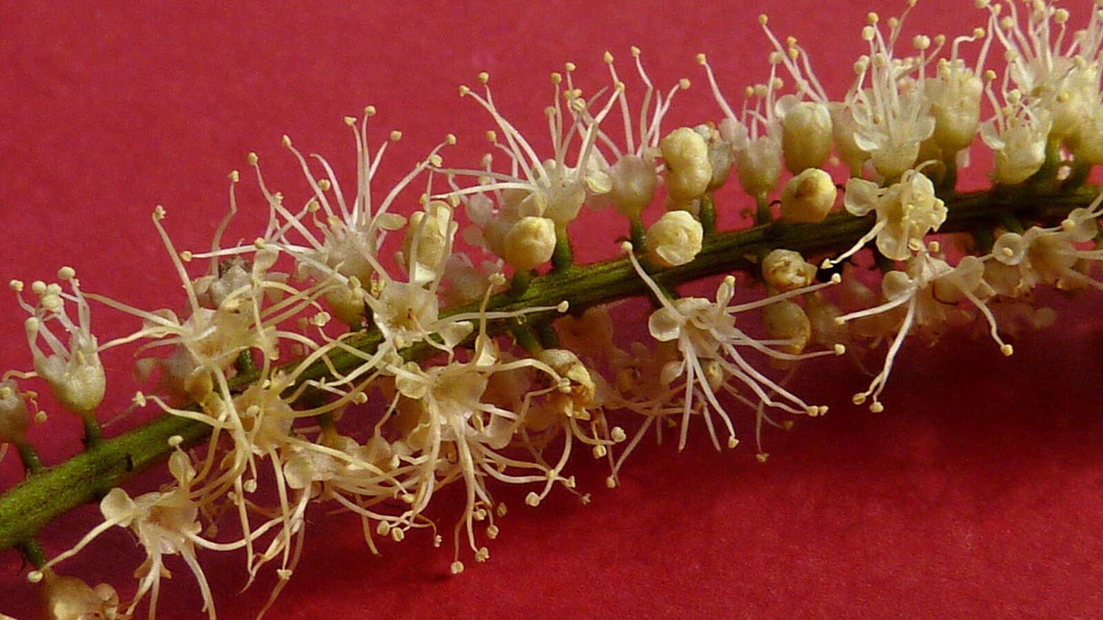 Image of Combretum fruticosum (Loefl.) Stuntz