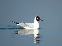 Image de Mouette de Patagonie