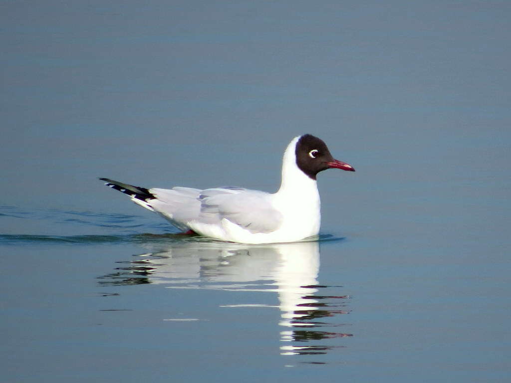 Image de Mouette de Patagonie