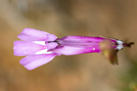 Image of Lobelia coronopifolia L.