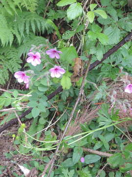 Image of Canary Island geranium