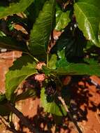 Image of black mulberry