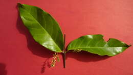 Image of Combretum fruticosum (Loefl.) Stuntz