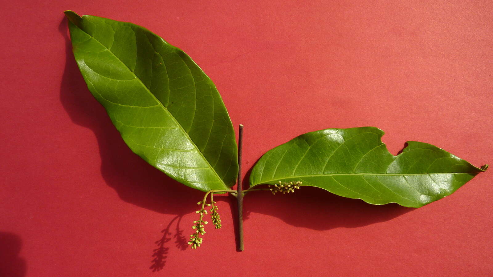 Image of Combretum fruticosum (Loefl.) Stuntz