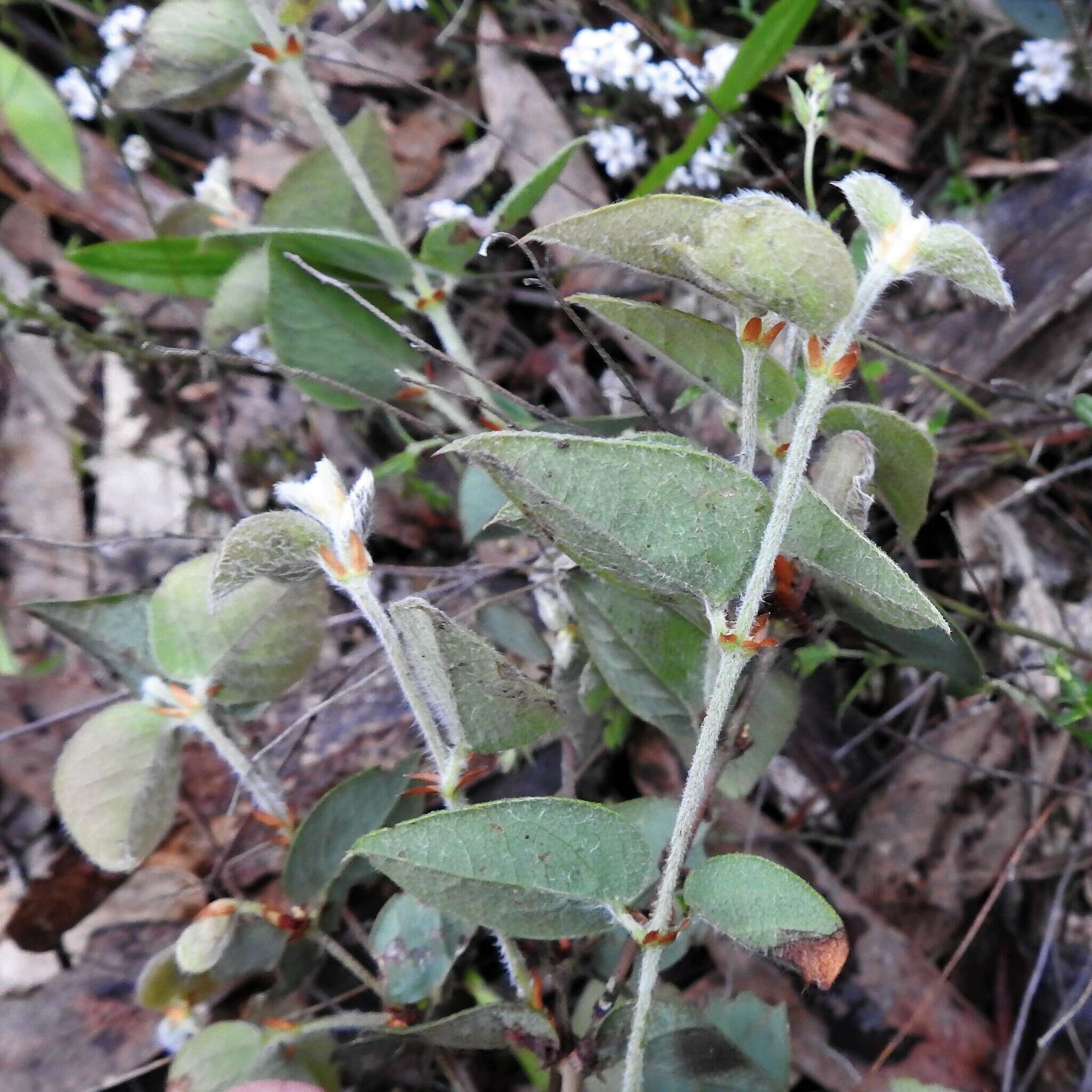 Image of Platylobium montanum subsp. prostratum