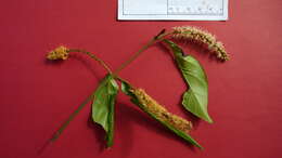 Image of Combretum fruticosum (Loefl.) Stuntz