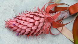 Image of Ananas macrodontes É. Morren