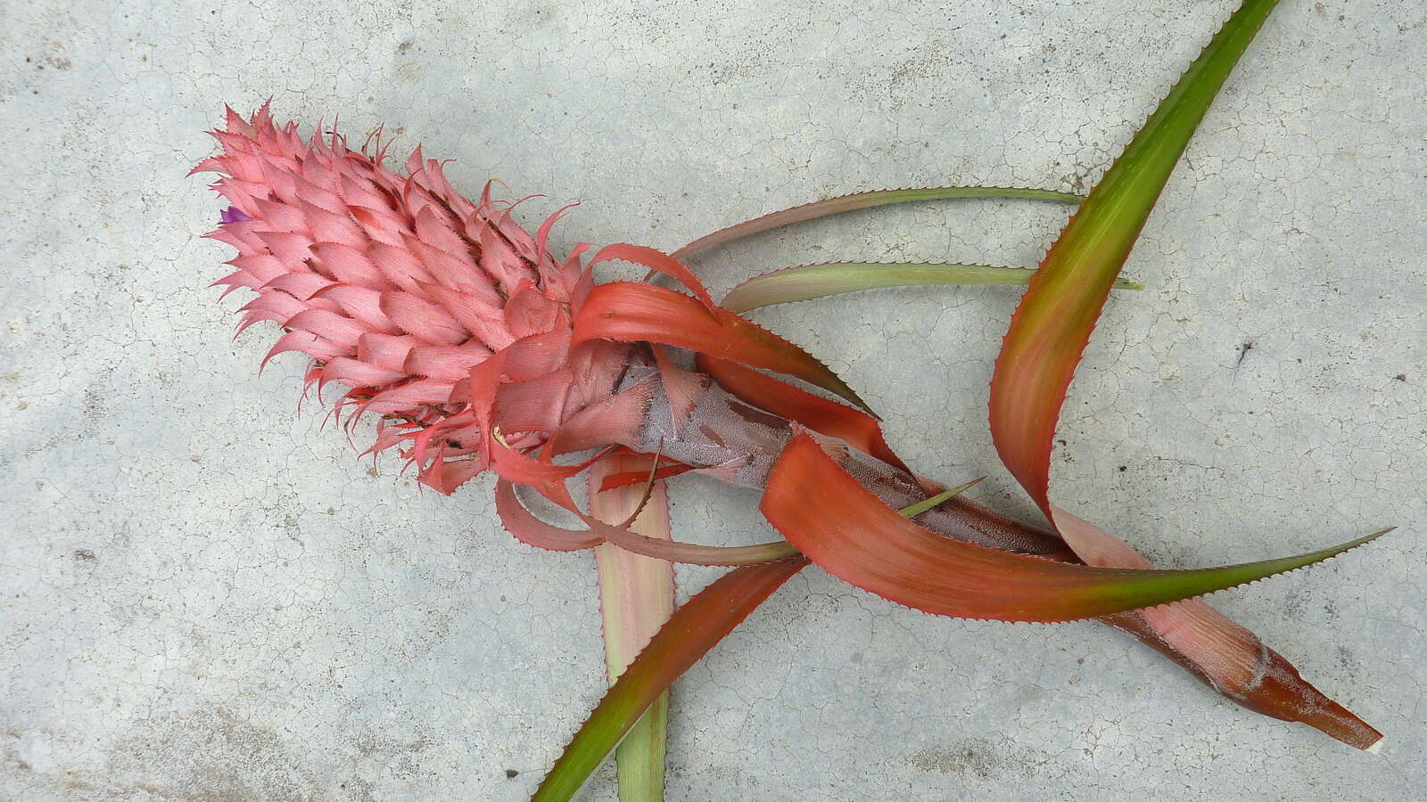 Imagem de Ananas macrodontes É. Morren