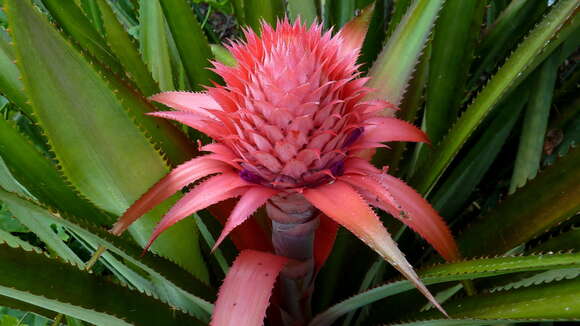 Image of Ananas macrodontes É. Morren