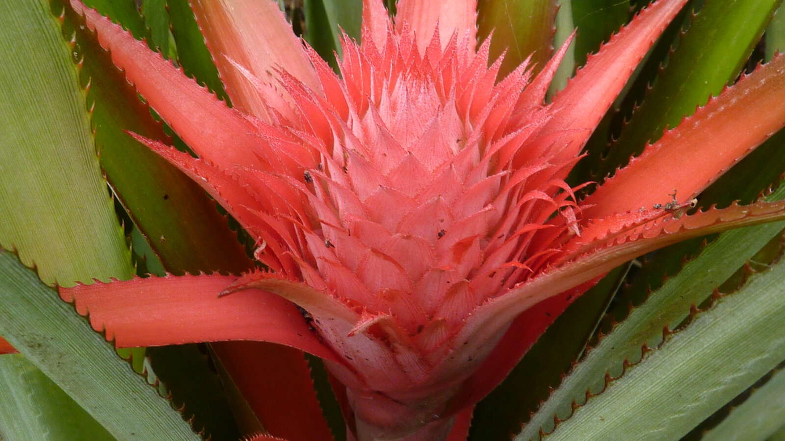 Image of Ananas macrodontes É. Morren