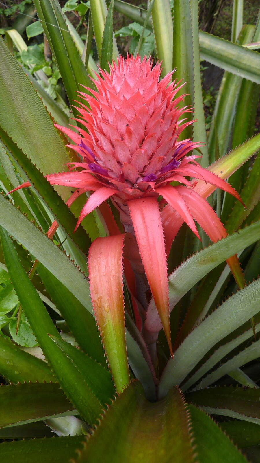 Image of Ananas macrodontes É. Morren