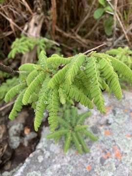 Image of Dalbergia multijuga E. Mey.